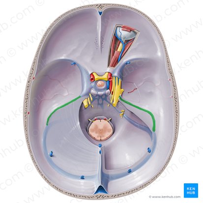 <p>_______ → Sigmoid → IJV</p>