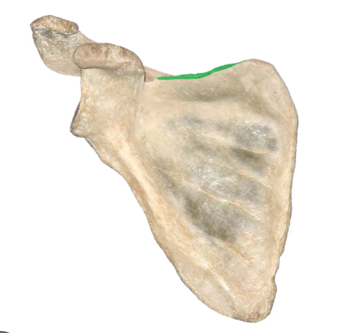 <p>The edge of the scapula that faces the head of the body, provides attachment for muscle</p>