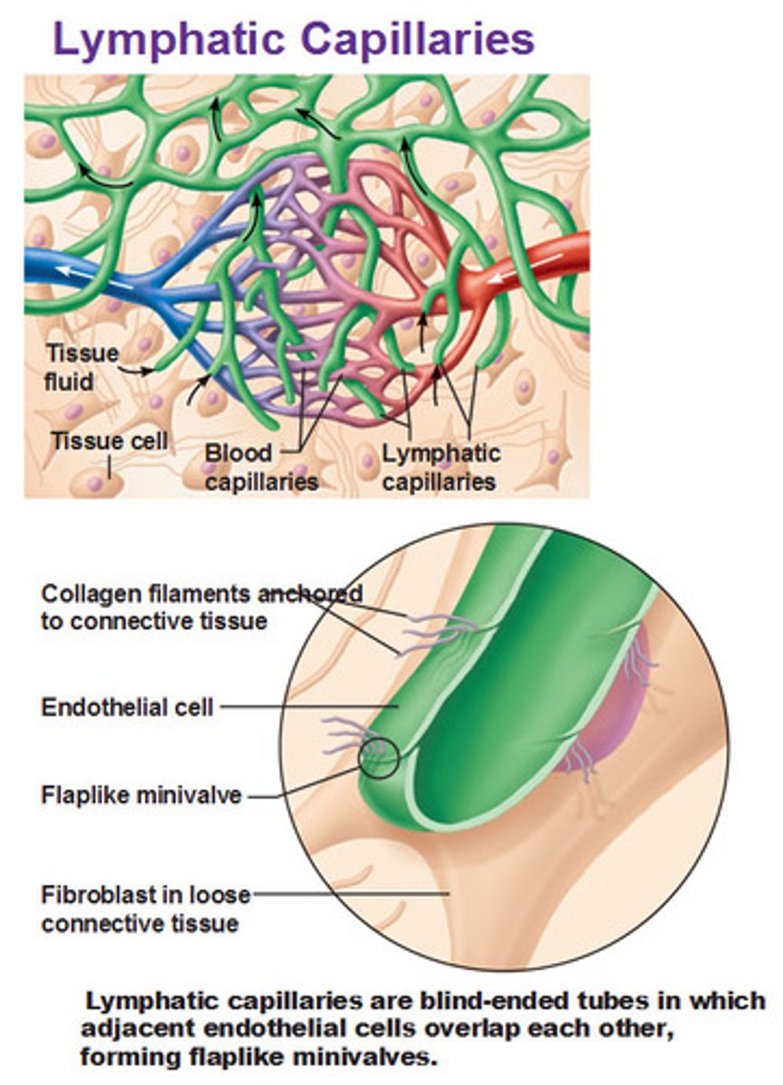 <p>Small, open-ended lymph vessels that act like drain pipes which picks up lymph at tissues throughout the body and absorb proteins and dietary fats.</p>