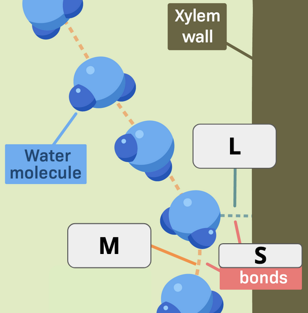 <p>What two terms apply to&nbsp;“L”?</p>