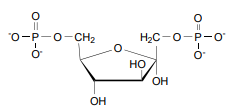 <p>Fructose- 1,6- Biphosphate (FBP)</p>
