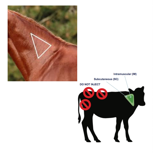 <p>neck triangle for most SQ and IM</p>