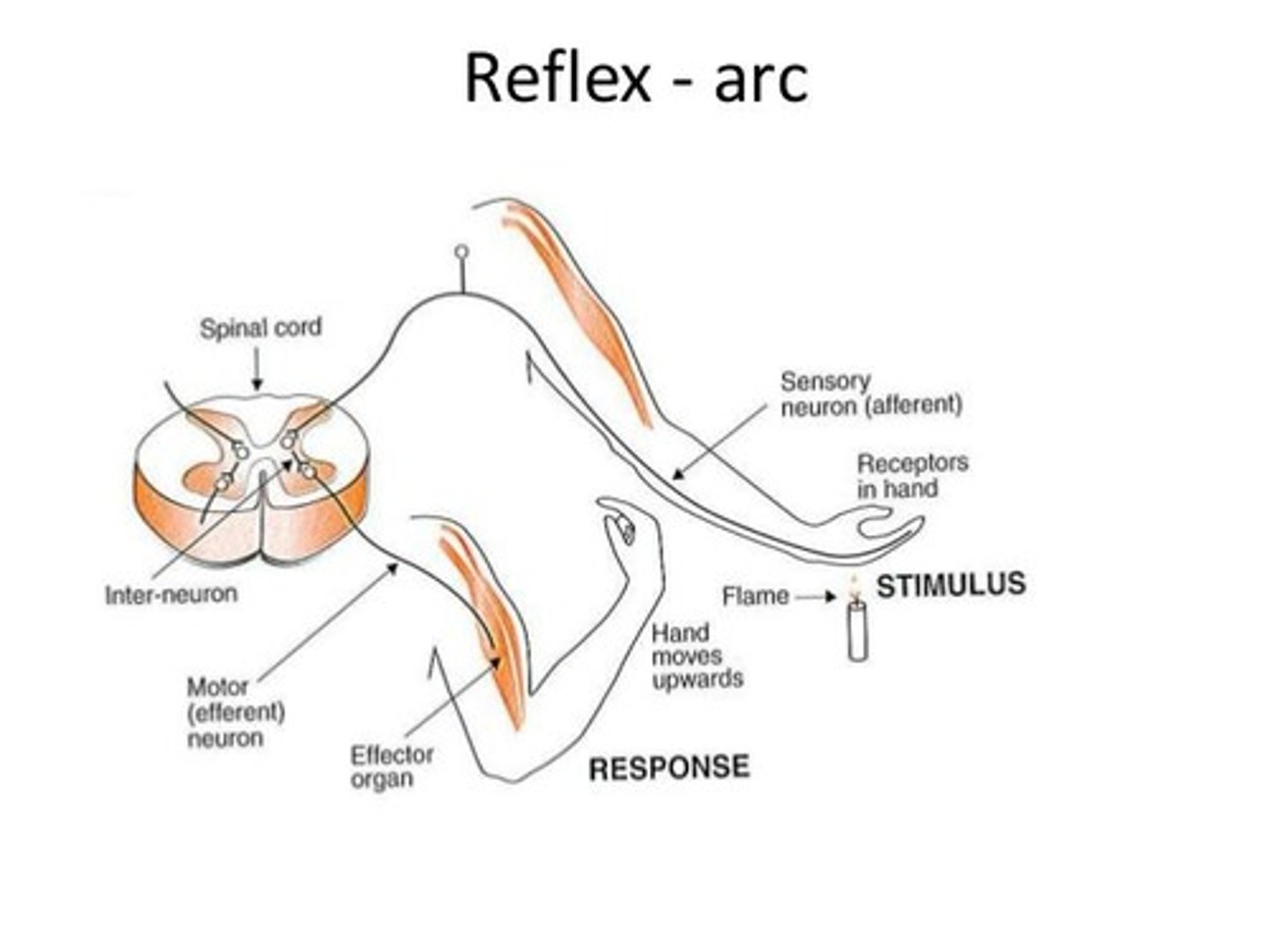 <p>Automatic response to stimuli, bypassing brain.</p>