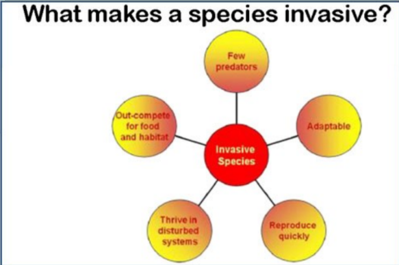 <ul><li><p><span>These invasive species are going into an area that has never been there before</span></p></li><li><p><span>It really thrives and takes over, outcompeting other species&nbsp;</span></p></li></ul><p></p><ul><li><p><span>Asian carp and killer frogs&nbsp;</span></p><ul><li><p><span>Killer frogs are in florida that is large and can kill cats and dogs</span></p></li><li><p><span>End up in an area without a natural predator&nbsp;</span></p></li><li><p><span>These are killing off native species, destroying the ecosystem etc</span></p></li></ul></li></ul><p></p>