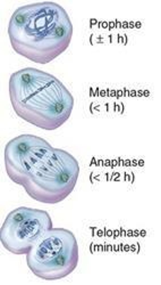 <p>A phase of the cell cycle where the cell divides to produce two identical daughter cells (clones)</p>