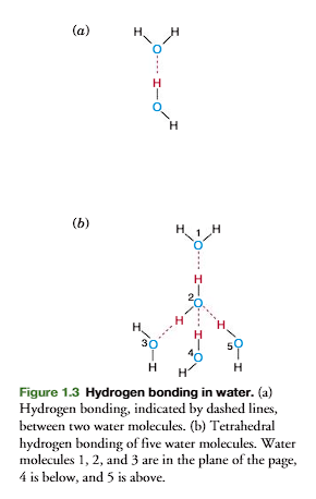 <p><strong>Five molecules</strong> of water form a <strong>tetrahedral structure</strong> by <strong>hydrogen bonding </strong>(figure 1.3b) with each oxygen sharing its electrons with four hydrogen atoms and each hydrogen with another oxygen.</p><p>basically, the tetrahedral structure is through hydrogen bonding. </p><p>This <strong>tetrahedral lattice structure</strong> is <strong>responsible </strong>for the <strong>crystalline struc-ture of ice.</strong></p><p></p>