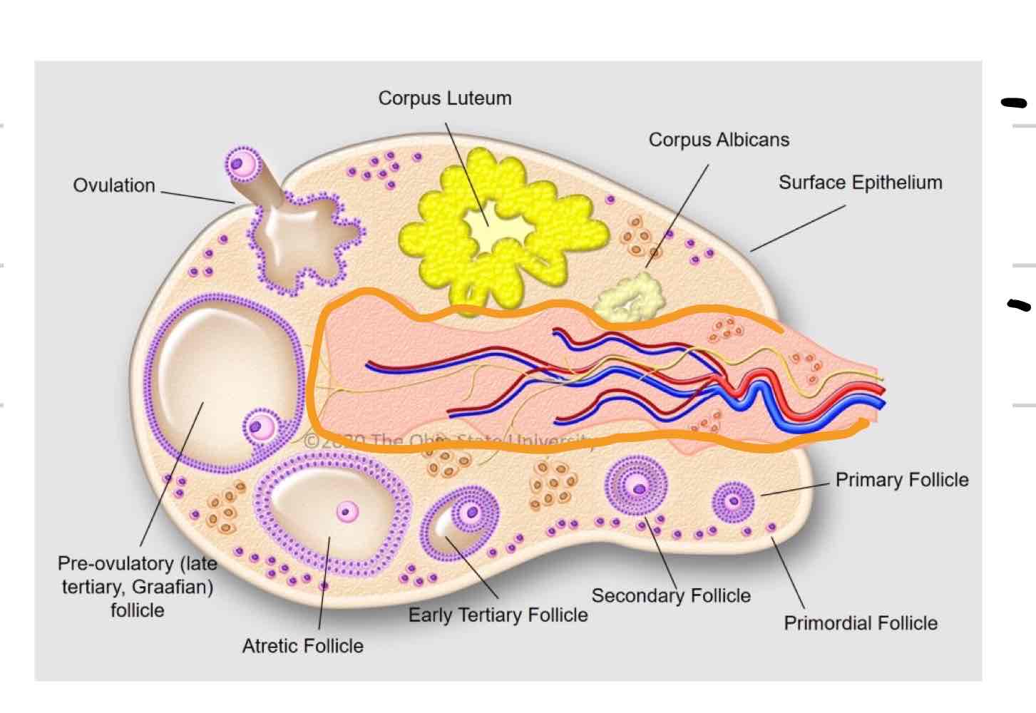 <ul><li><p>Central layer of ovary (outlined in orange)</p></li><li><p>Mainly blood vessels, nerves, tissue, etc</p></li></ul>