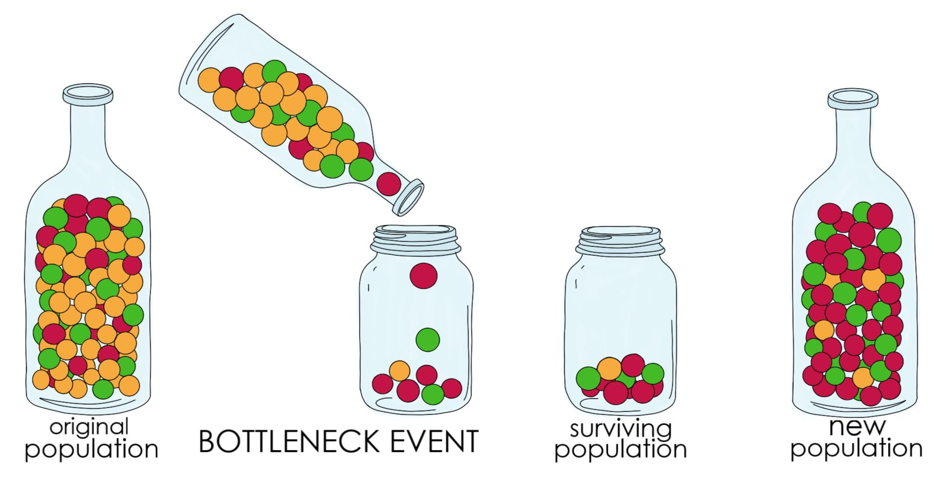 bottleneck effect diagram