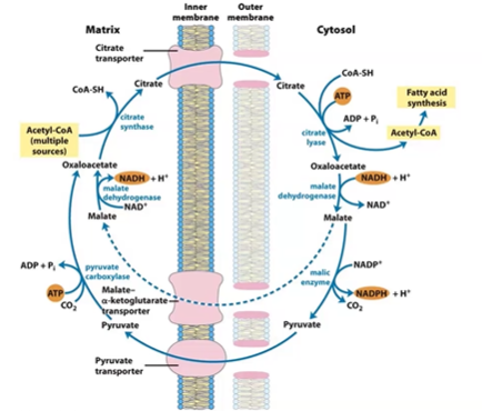 <p>FA is in cytoS, ACoA is stored in mitoC cause Box / PDH</p><p>no ACoA transporter, only citrate</p><p>pull cit out of CAC in mitoC cause body is high energy</p>