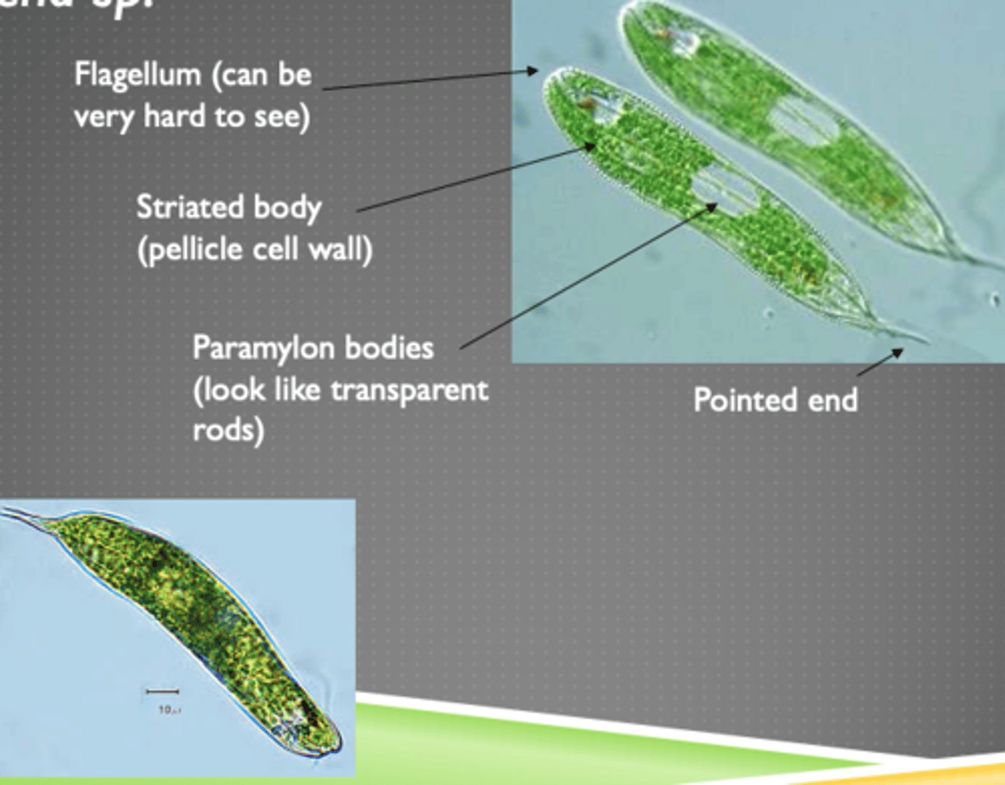 <p>Phytoplankton</p>