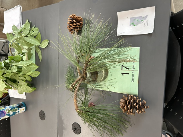 <p>Ponderosa pine</p>