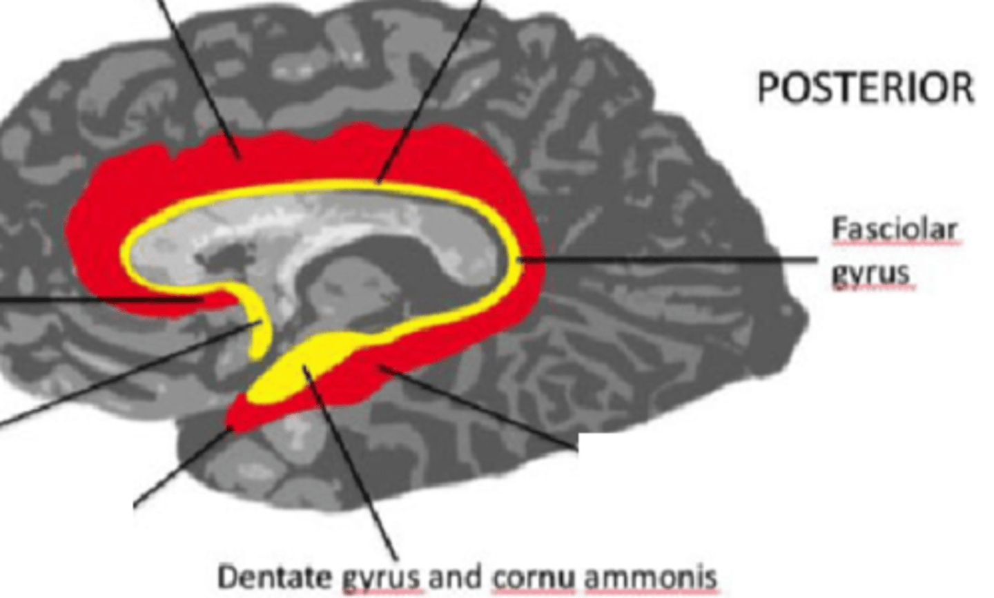 <p>- zakręt przyhipokampowy od hipokampa</p><p>- zakręt zębaty, przechodzący w zakręt tasiemeczkowaty</p>