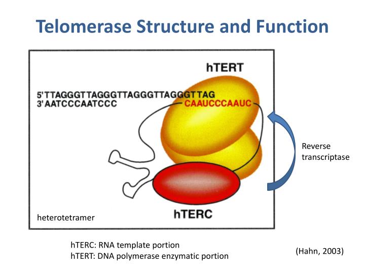<ul><li><p>Telomerase is a ribonucleoprotein enzyme complex that adds TTAGGG repeats to telomeres, </p></li><li><p>composed of:</p><ul><li><p>hTERT (catalytic protein)</p></li><li><p> hTR (RNA template for repeat addition).</p></li></ul></li></ul><p></p>