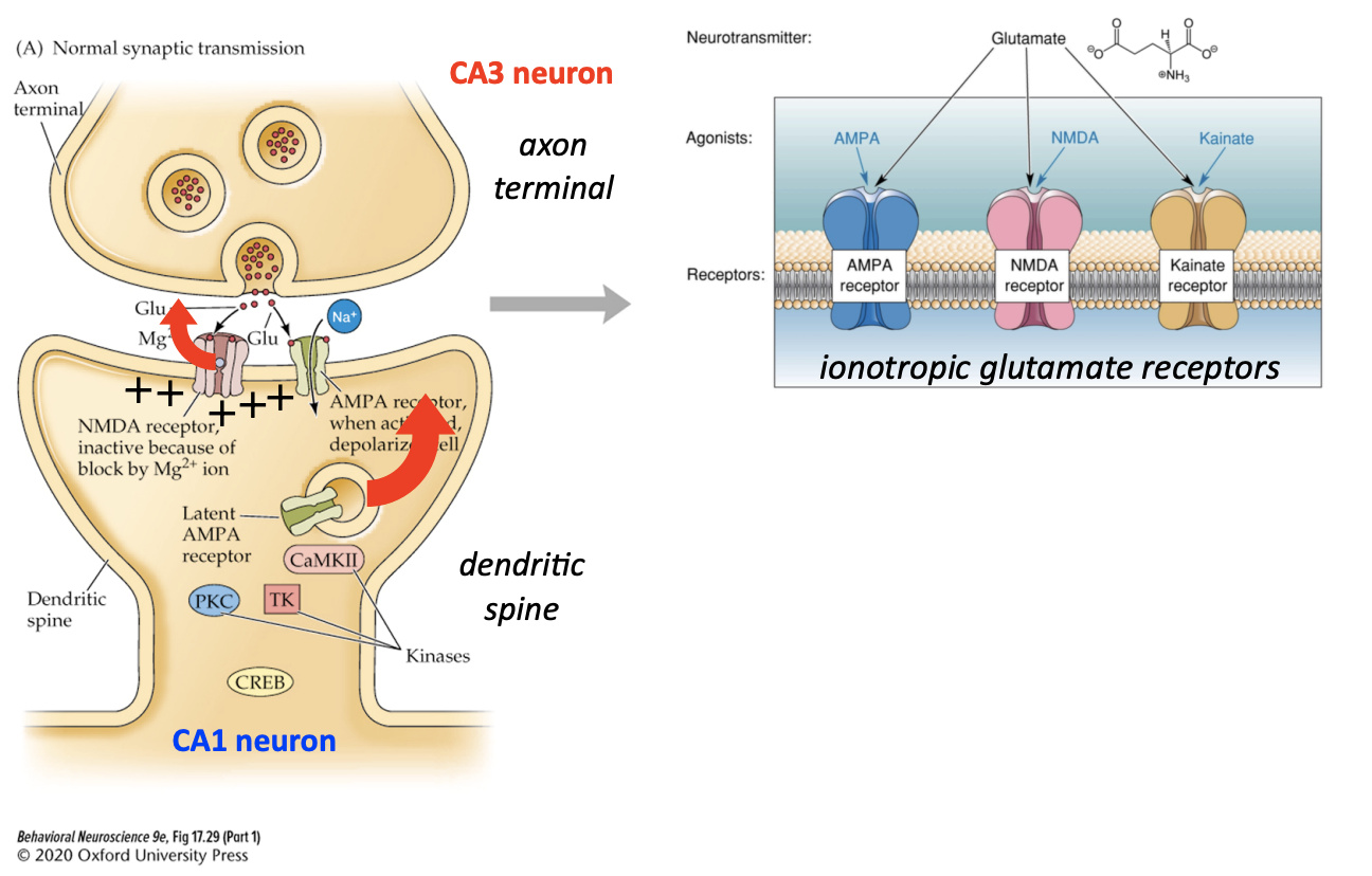 <ol><li><p>At first, glutamate activates only AMPARs, allowing Na+ influx </p></li><li><p>If enough Na+ flows in, the membrane becomes depolarized, which removes the Mg2+ block from NMDARs </p></li><li><p>This allows the influx of Na+ and Ca2+ though the NMDAR </p></li><li><p>Ca2+ then goes on activate proteins in the cell that traffic more AMPARs to the membrane, making the cell more excitable!</p></li></ol><p></p>