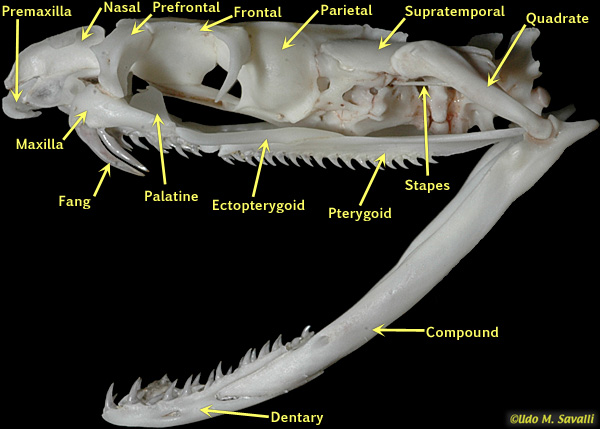 each maxilla bears a single hollow fang on its anterior end (usually additional teeth)

\
fang is not erected by rotation of the maxilla around the prefrontal bone

\
characteristics of elapids and the lamprophiid homoroselaps