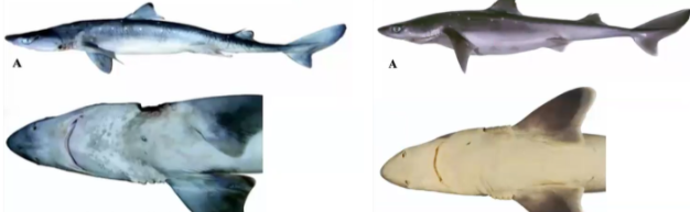 <p>What is the scientific name of this specimen? Say both types.</p>