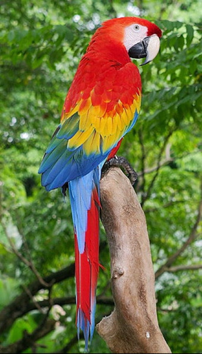 <p>A large, colorful parrot native to Central and South America. (vẹt đuôi dài)</p>