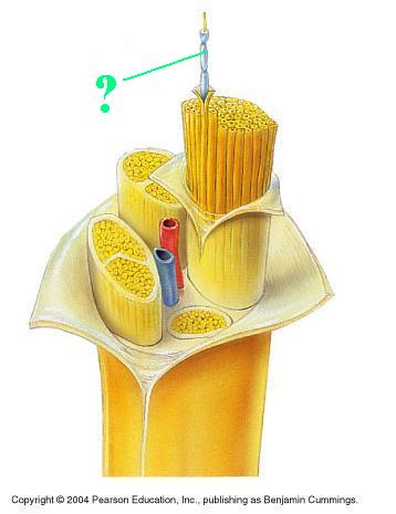 <p><span><span>Identify the indicated part of a nerve</span></span></p>