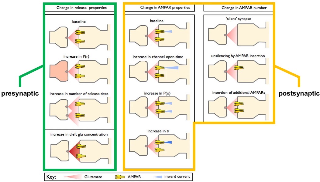 <ol><li><p>Change in release properties→ presynaptic</p></li></ol><ul><li><p>increased probability of release</p></li><li><p>Increase no. Of release sites</p></li><li><p>Increase cleft glutaate conc</p></li></ul><ol start="2"><li><p>Chnage in AMPAR properties→ postsynaptic</p></li></ol><ul><li><p>increase channel open-time</p></li><li><p>Increase in probability of opening of channel</p></li><li><p>Increase in gamma</p></li></ul><ol start="3"><li><p>Chnage in AMPAR no.→ postsynaptic</p></li></ol><ul><li><p>unsilencing AMPAR insertion</p></li><li><p>Insertion of additional AMPARs</p></li></ul><p></p>