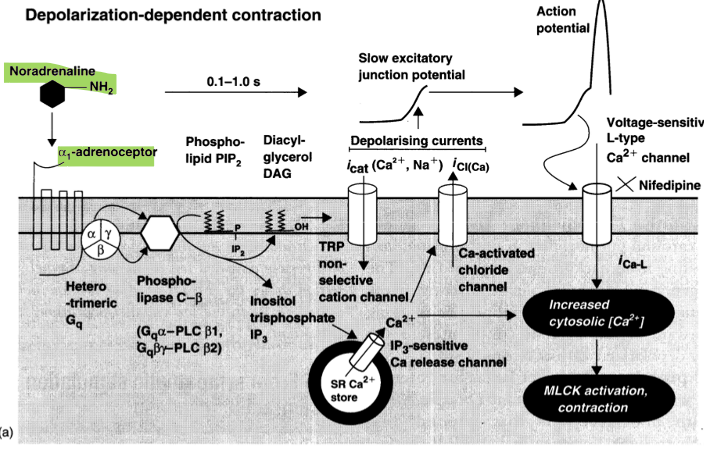 <ol><li><p>alfa1 adrenerge receptor actief door binden adrenaline/noradrenaline</p></li><li><p>activatie fosfolipase C → omzetting PIP2 in IP3 + DAG</p></li><li><p>IP3 activeert IP3-gevoelige Ca release kanalen op SR → Ca2+ release vanuit SR naar cytosol</p></li><li><p>activatie reeks Ca2+ gevoelige ionenkanalen → depolarisatie (AP)</p></li><li><p>AP activeert spanningsafhankelijke Ca2+ kanaal in plasmamembraan → Ca2+ influx activeert MLCK</p></li><li><p>MLCK fosforyleert myosinehoofdjes → contractie</p></li></ol><p>→ hoe meer depolarisatie, hoe meer contractie</p>