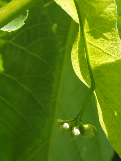 <p>Basswood</p>