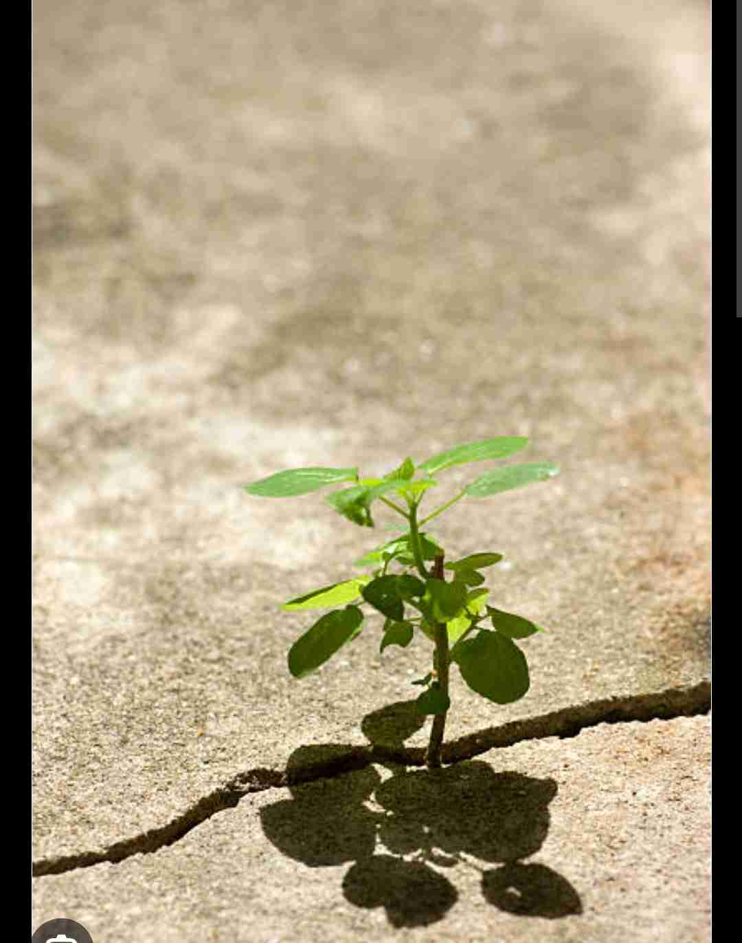 <p>Plants grow roots through the sediment</p>