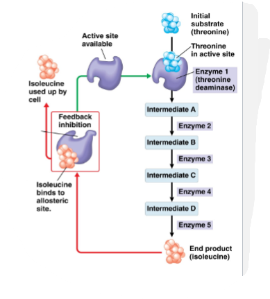 <p>What is an example of endproduct inhibition?</p>