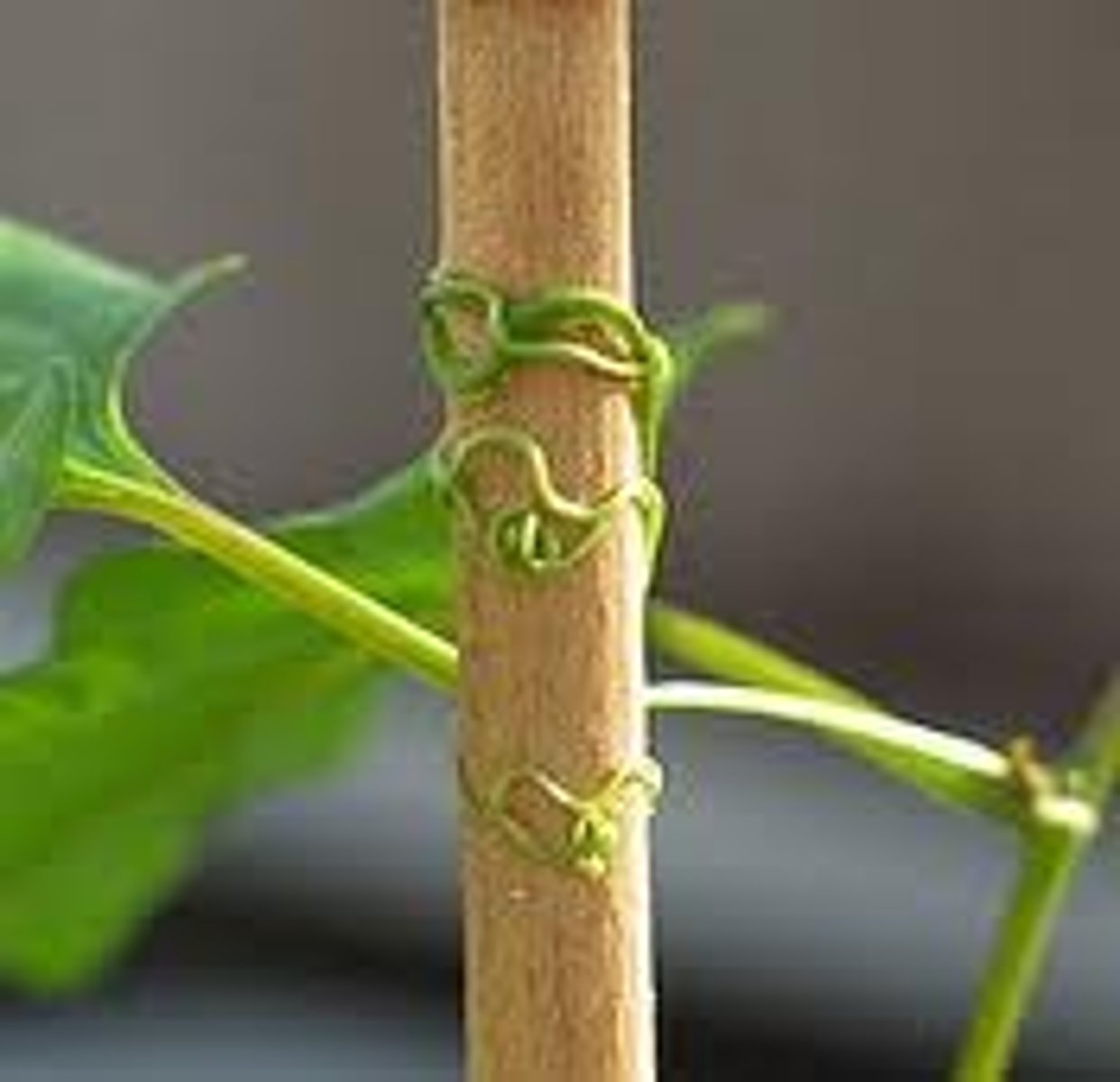 <p>A growth response to touch</p>