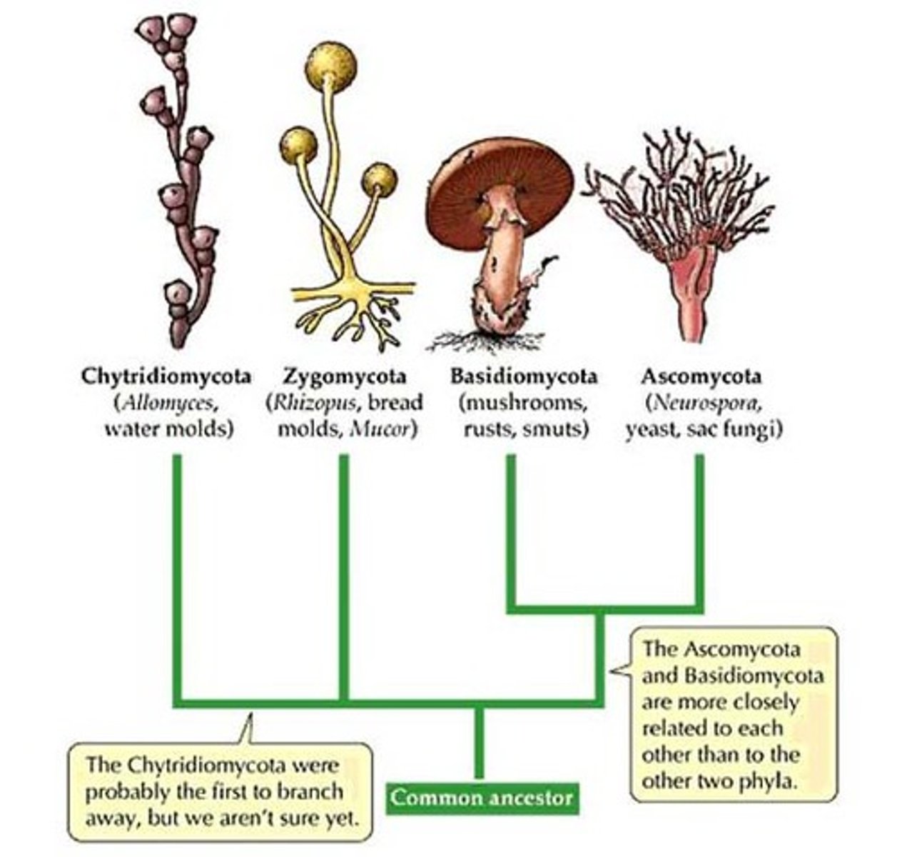 <p>One of the three eukaryote kingdoms; includes mushrooms and yeast.</p>