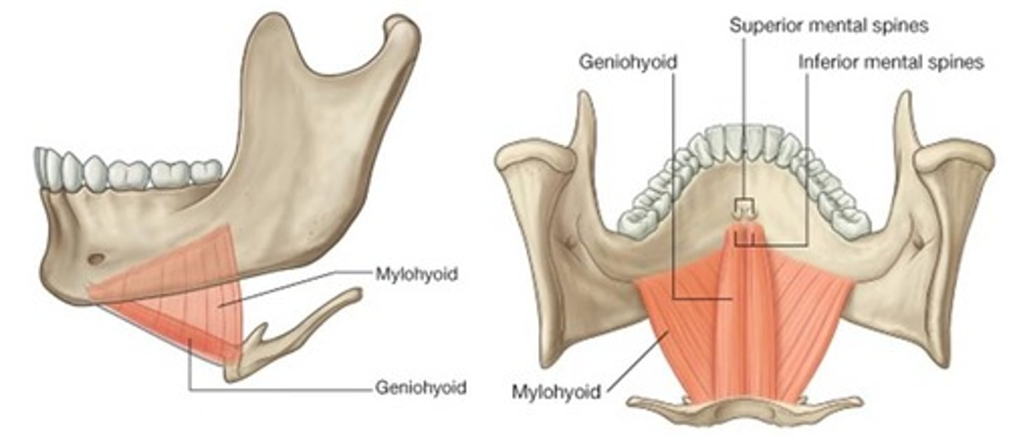 <p>pulls hyoid bone superiorly and anteriorly</p>