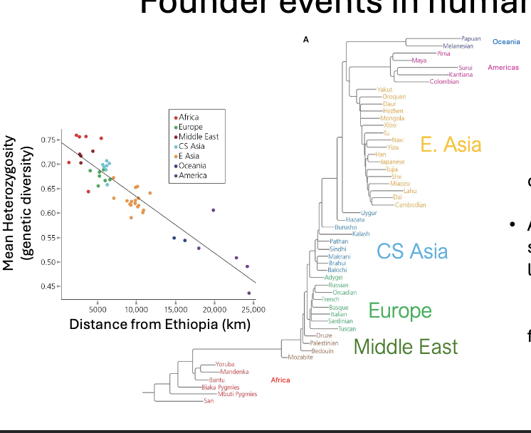 <p>Founder events in human history:</p><ul><li><p>PHYLOGENY: human populations closely related to neighbours </p></li><li><p>All non-African descend from a small population of humans who lived in ETHIOPIA </p></li><li><p>DECLINE in genetic diversity reflects the founder effect </p></li></ul><p></p>
