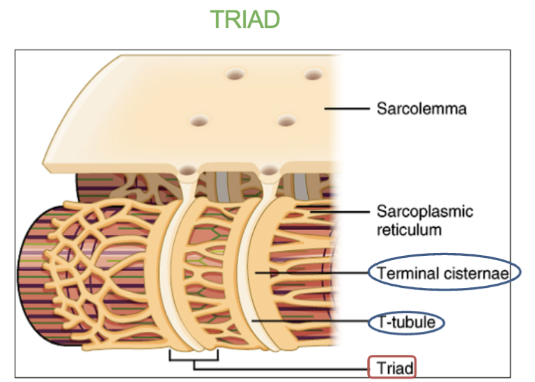 <p>Stres calcium</p>