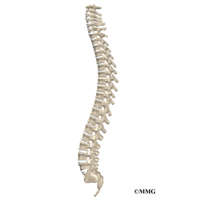 <ul><li><p>or spine, is the central axis of the skeleton, extending from the base of the skull to slightly past the end of the pelvis.</p></li><li><p>In adults, it usually consists of 26 individual bones, grouped into five regions.</p></li><li><p>The adult vertebral column has four major curvatures:<strong><em> cervical, thoracic, lumbar and sacrococcygeal</em></strong></p></li></ul><p></p>