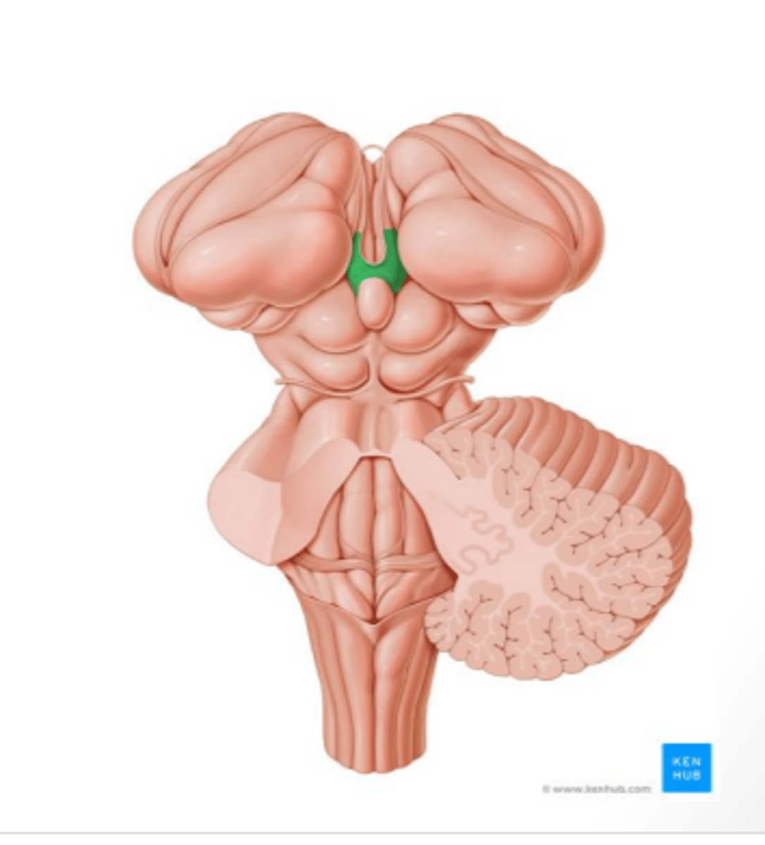 <p>component of the epithalamus that is located rostrally to and on each side of the pineal gland that functions to regulate the release of biogenic amines (neurotransmitters) from the reticular formation</p><p>-plays a large role in assigning "reward value" to stimuli</p>