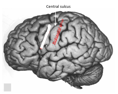 <p>whats this gyrus and what does it do?</p>