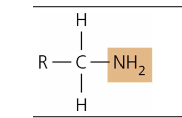 <p>What is the structure style, function, and common context of Amino?</p>