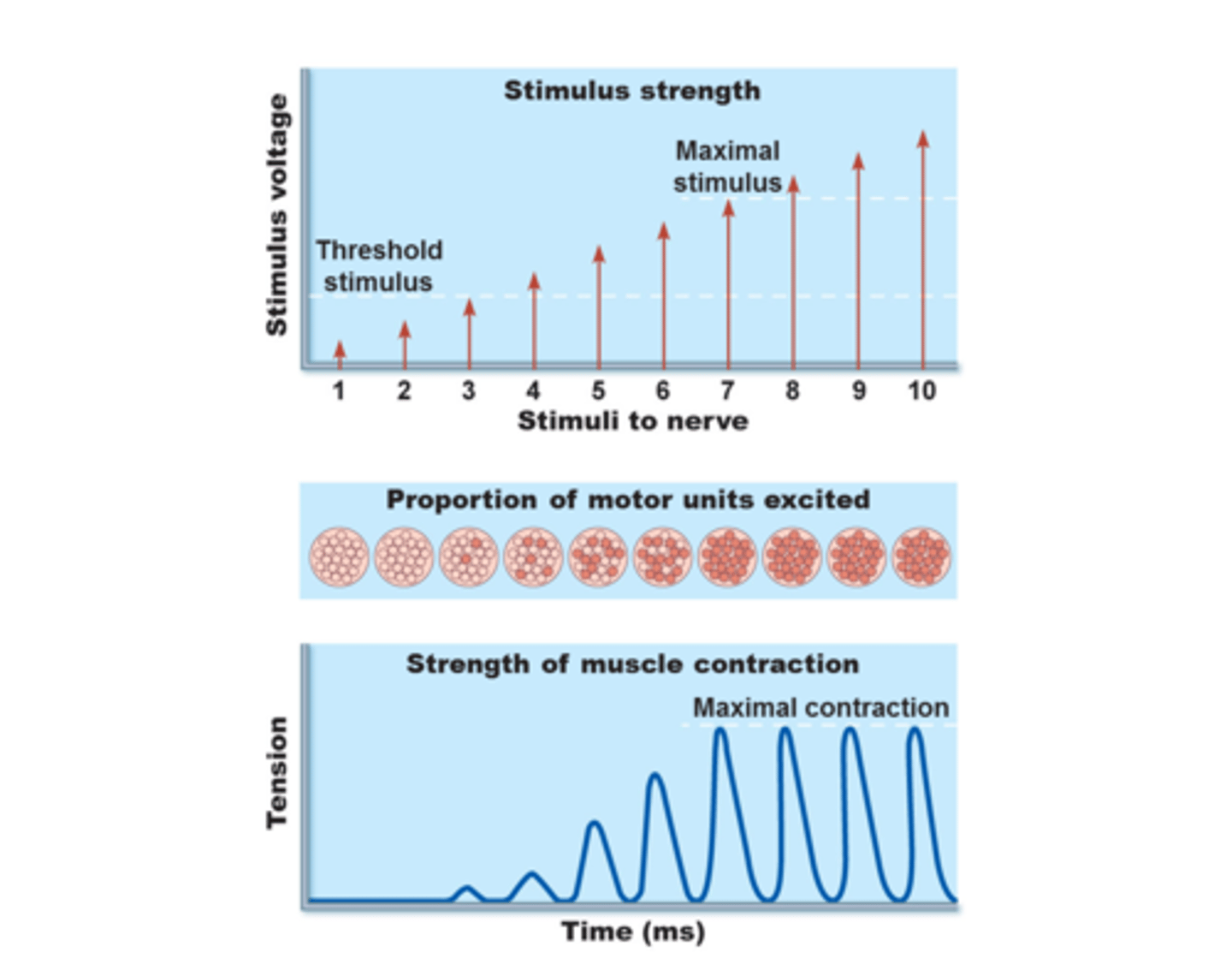 <p>strongest stimulus to increase muscle tension (a stronger one will not result in further increase in tension; maximum frequency of neural stimulation or maximal recruitment)</p>