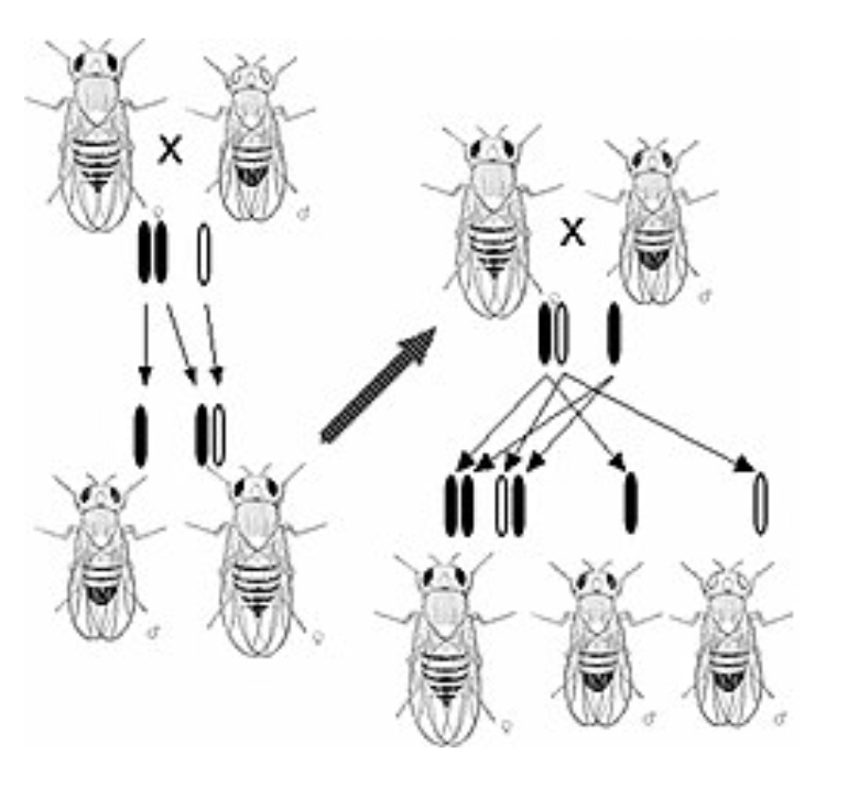 <p><span style="background-color: transparent; font-family: "Proxima Nova", sans-serif;"><span>Worked with fruit flies</span></span></p><p><span style="background-color: transparent; font-family: "Proxima Nova", sans-serif;"><span>Did not know if the DNA or protein that make up chromosomes are the genes</span></span></p>