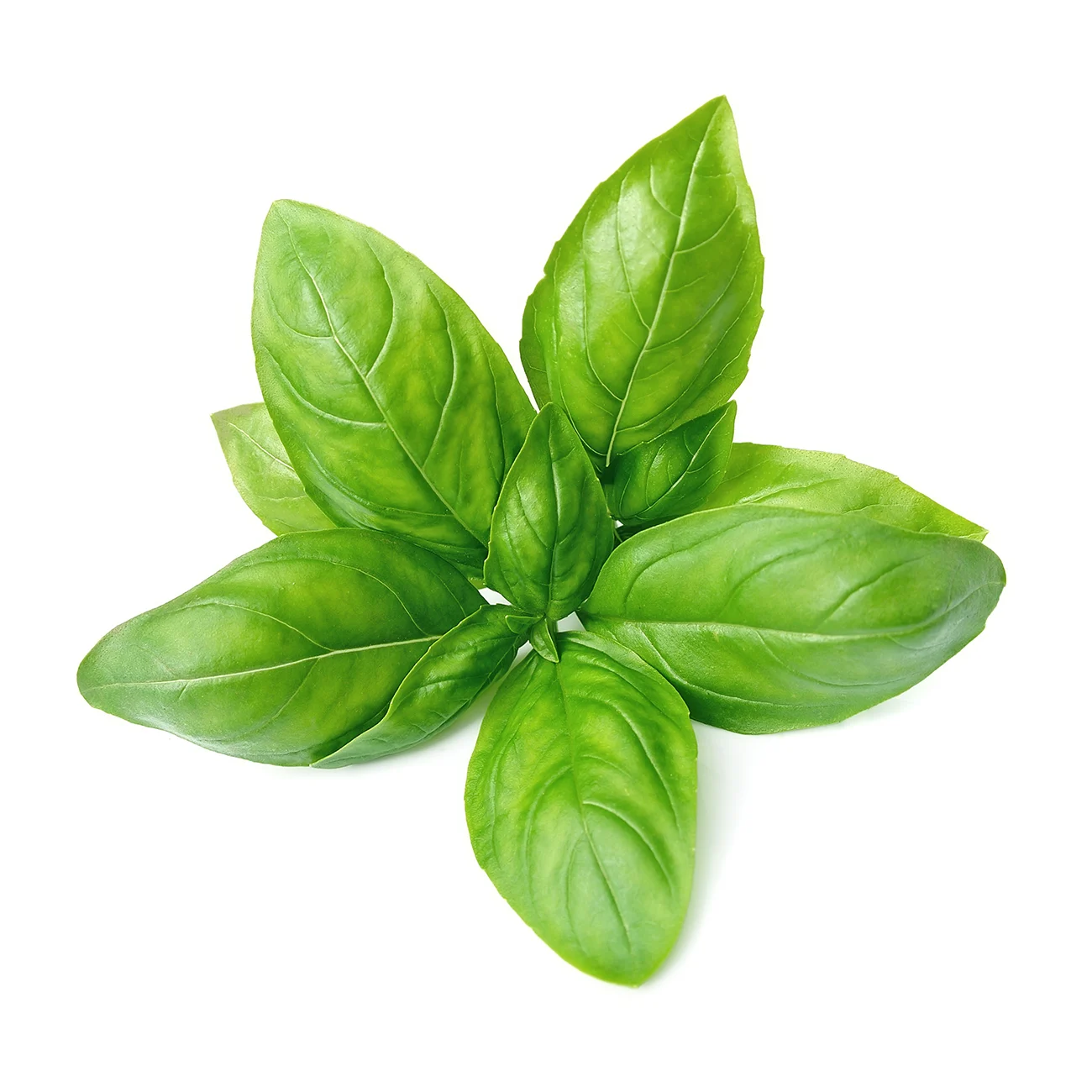 <p>Ocimum basilicum</p>