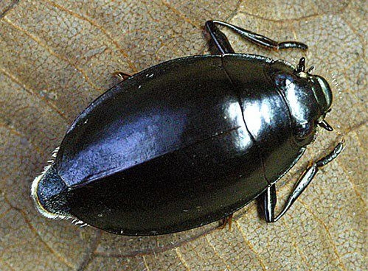 <p>Family Gyrinidae</p><p>Gregarious aquatic beetles</p><p>"two pairs" of eyes : above + below water</p><p>Good fliers</p><p>Keep air bubble under elytra for aquatic respiration</p><p>Larvae and adults predacious</p>
