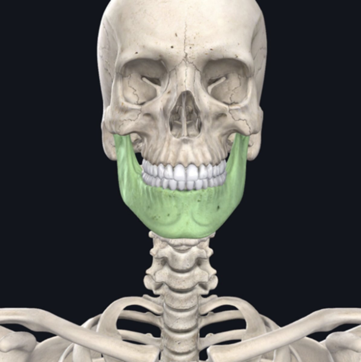 <p>Identify the bone indicated in green. (Free response)</p>