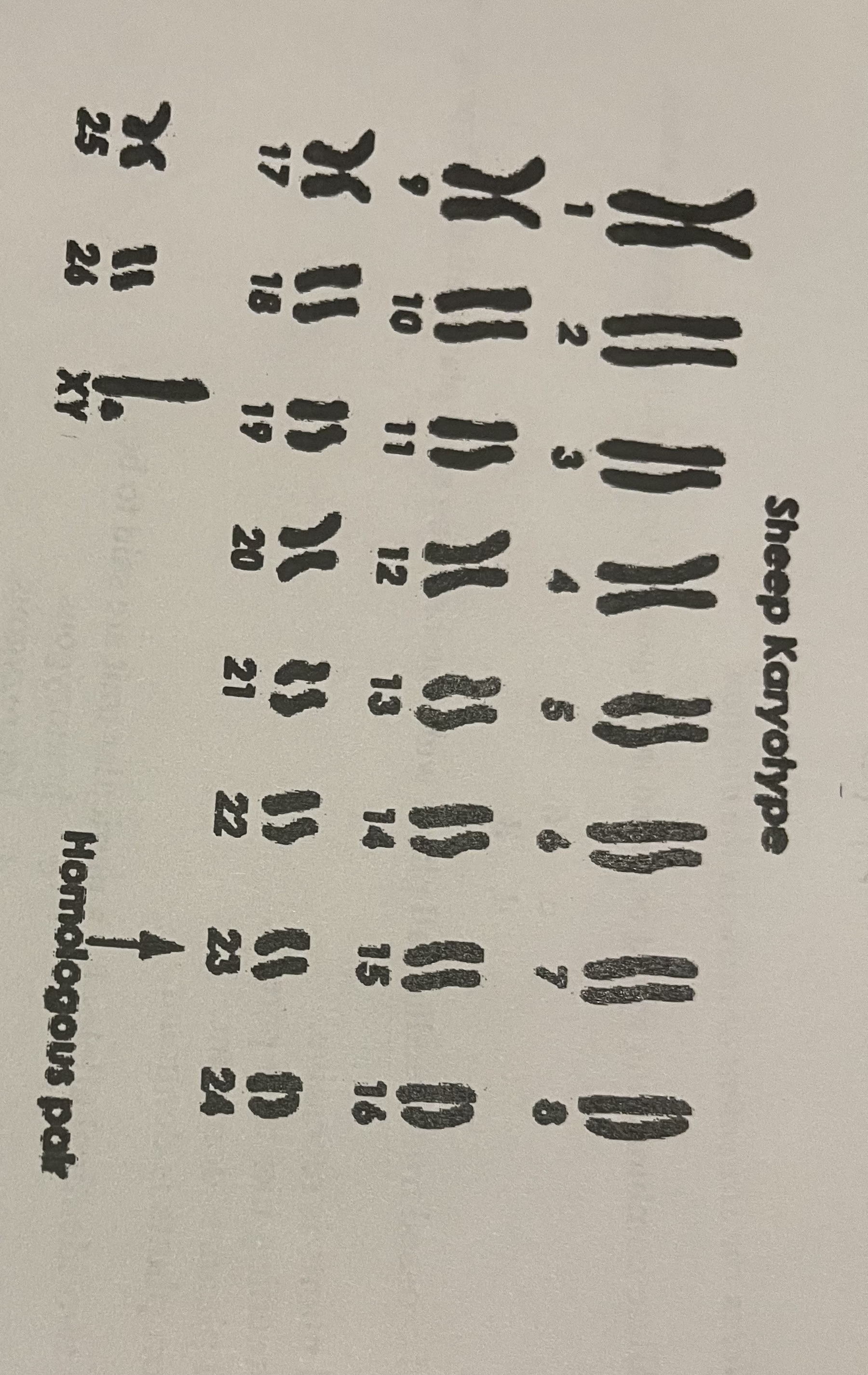 <p>The following diagram shows the karyotype of a muscle cells from a wild sheep. Select THREE correct statements based on information contained in this karyotype.</p>