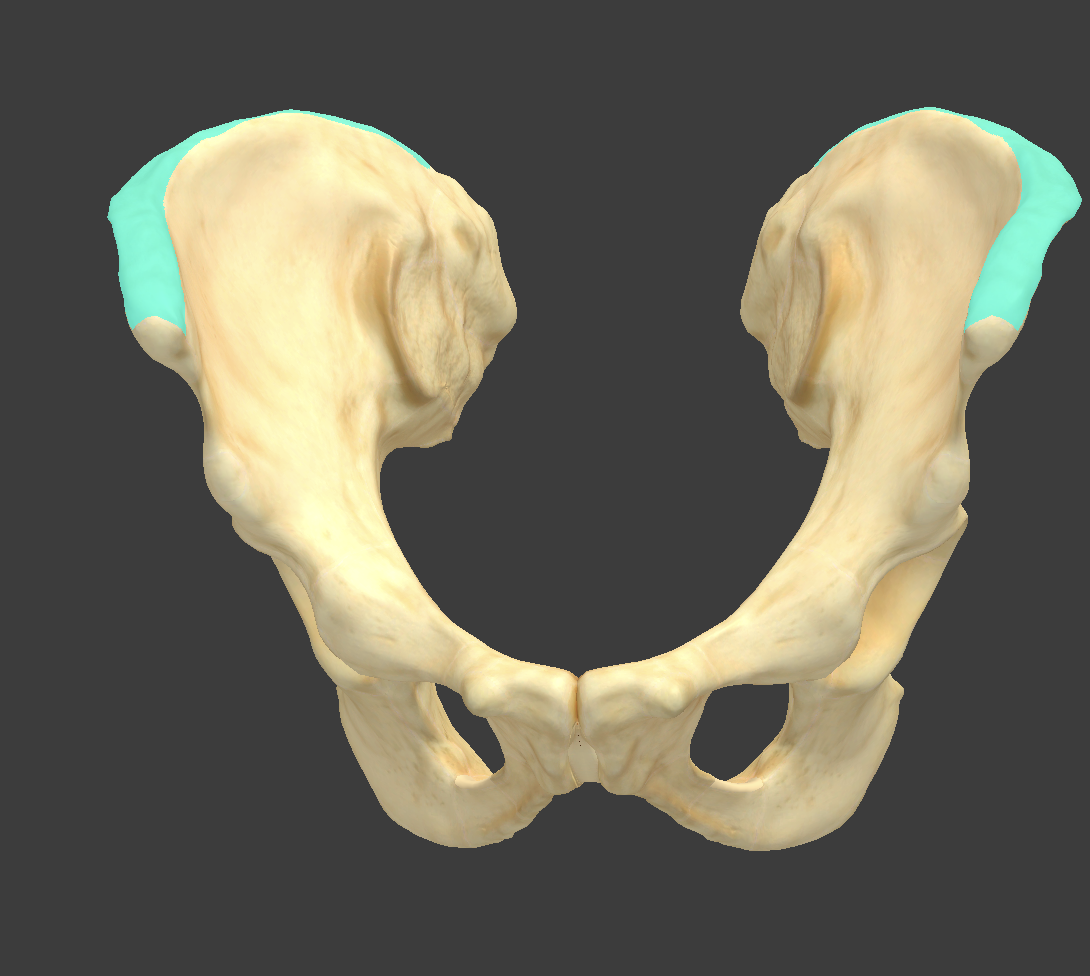 <p>Name and bone </p>