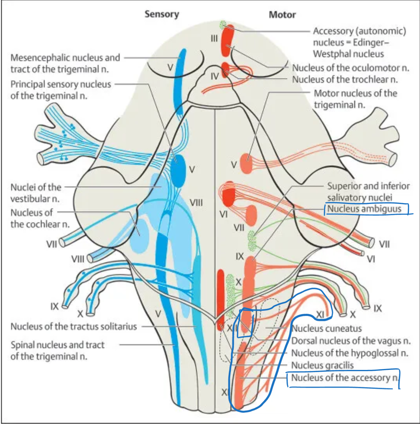 <p><strong>Accessory (XI)</strong></p>