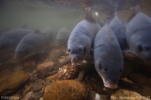 <ul><li><p><em><u>Order</u></em>: Cypriniformes</p></li><li><p><em><u>Family</u></em>: Catostomidae</p></li><li><p><strong>dorsal fin rays 10 or more</strong></p></li><li><p><strong>mouth typically fleshy, ventral, and modified for sucking</strong></p></li></ul><p></p>