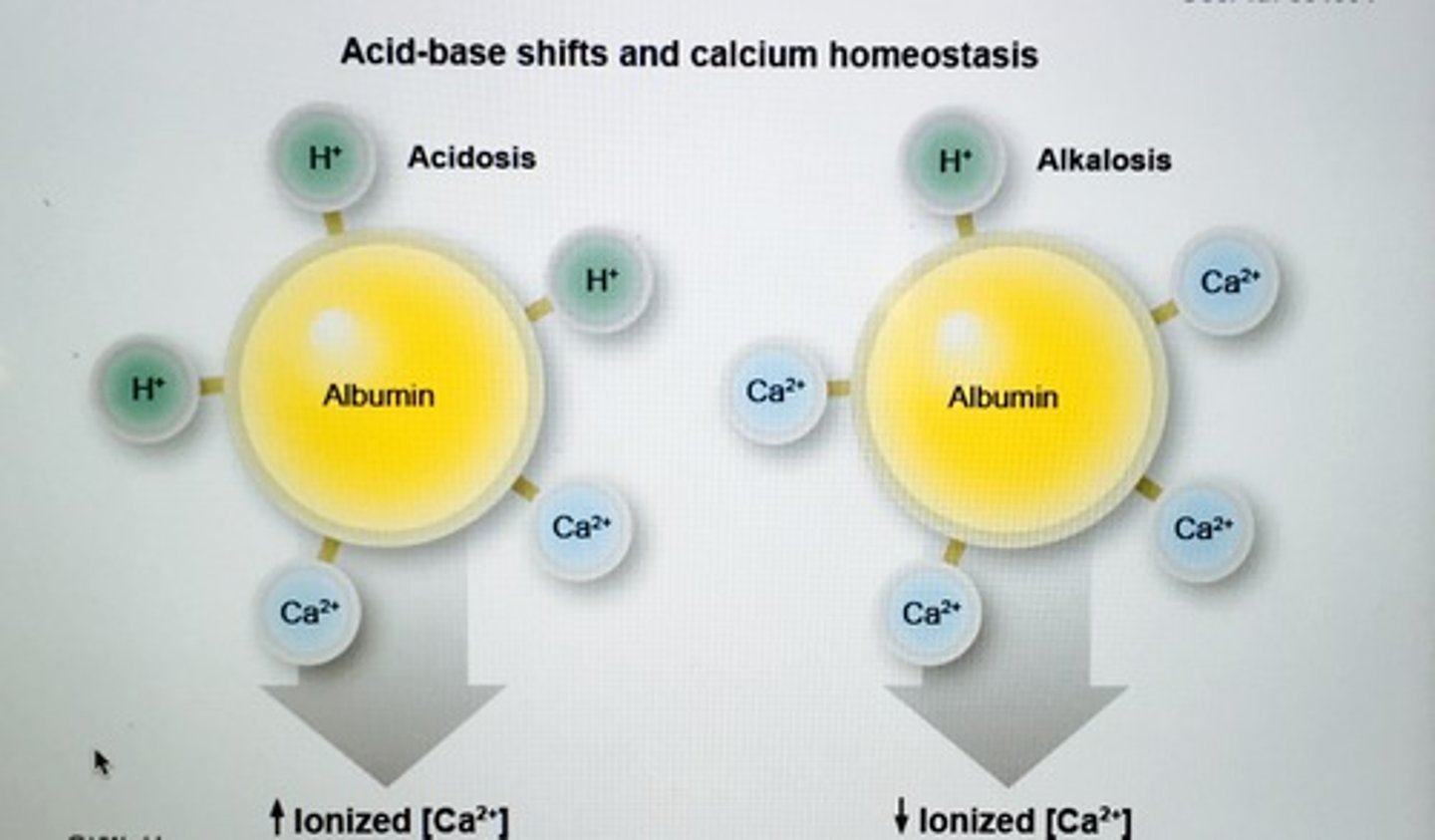 <p>Dissociation of hydrogen ions from albumin, INC binding Ca2+ and drop in unbound (ionized) calcium</p><p>Ionized calcium is the active form, DEC levels leads to clinical signs of hypocalcemia</p>