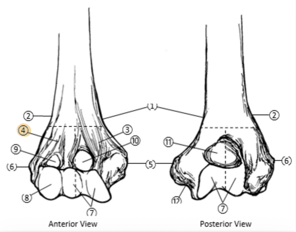 <p>(forearm&hand) On the Distal end of the Humerus, which part is highlighted (4)?</p>