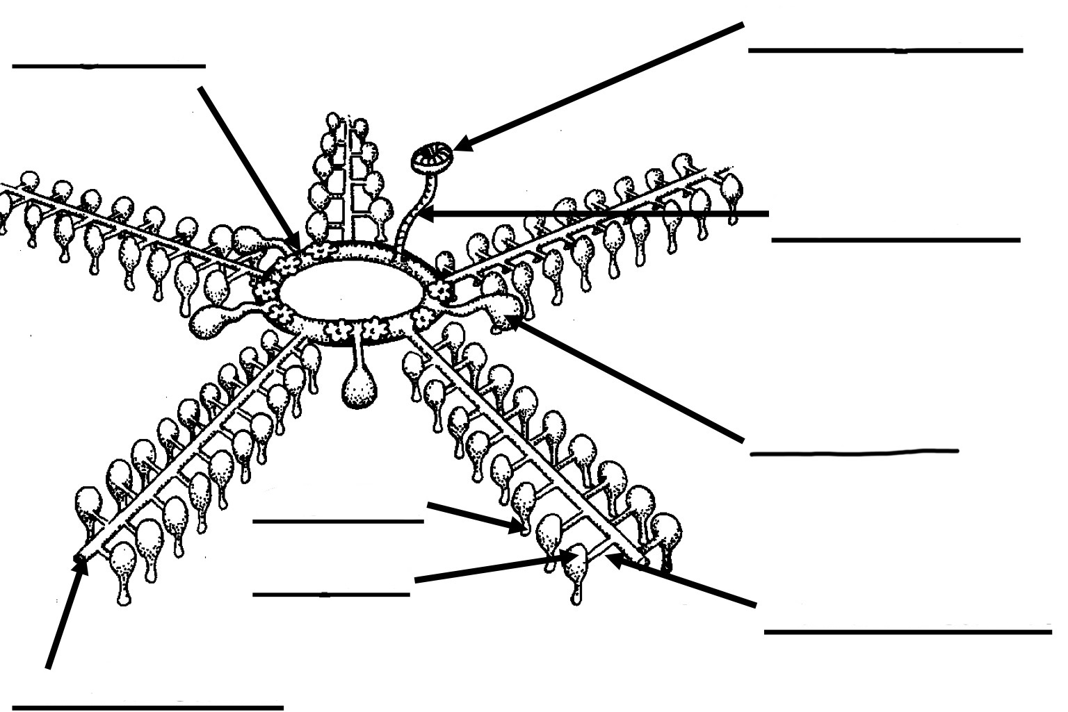 <p>Water vascular system labelling</p>