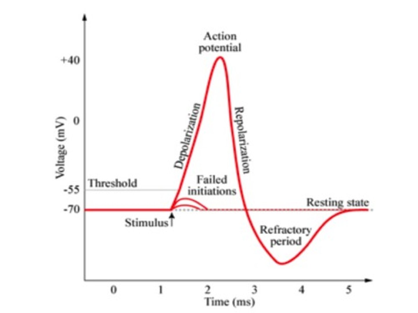 <p>any stimulation beyond a certain level that results in a massive depolarization (flips from negative to positive)</p>
