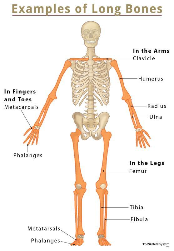 <p>Longer than wide; cylindrical shaft (diaphysis) with two ends (epiphyses). Examples: humerus, radius, femur, tibia</p>
